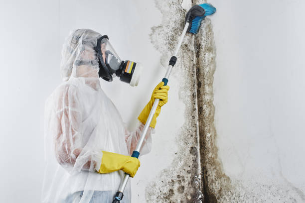 Best Emergency Mold Removal  in Fayetteville, WV