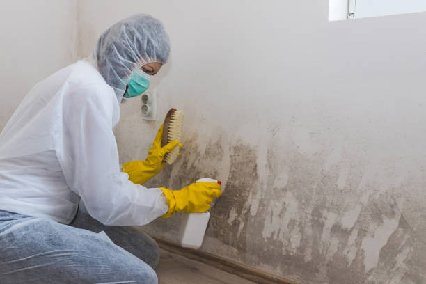 Best Attic Mold Removal  in Fayetteville, WV