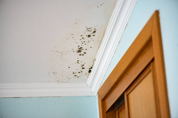 Best Crawl Space Mold Removal  in Fayetteville, WV