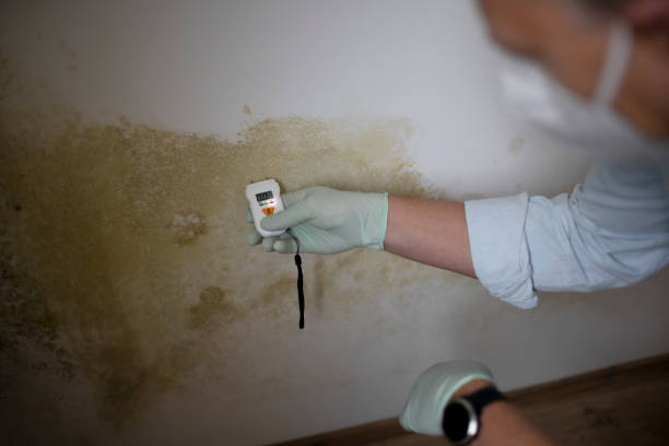 Best Fast Mold Removal  in Fayetteville, WV
