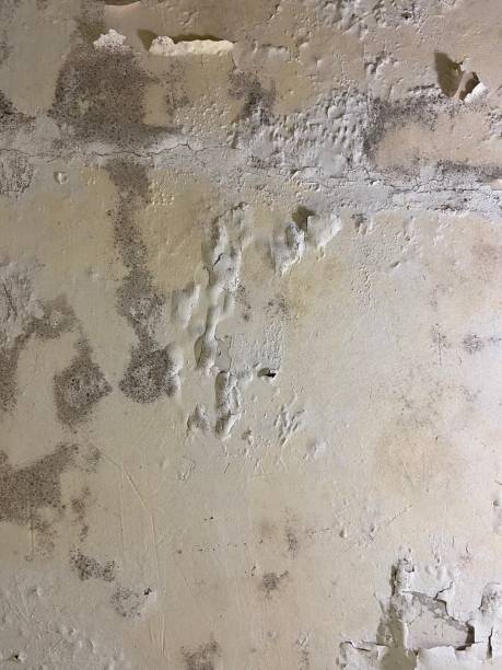 Best Black Mold Removal  in Fayetteville, WV
