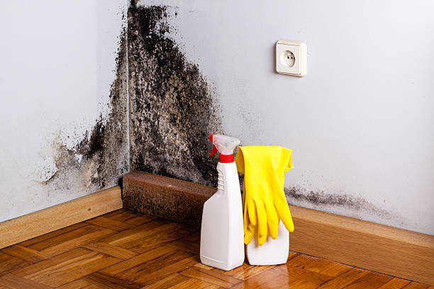 Best Certified Mold Removal  in Fayetteville, WV