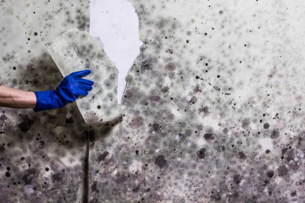 Best Professional Mold Removal  in Fayetteville, WV