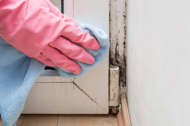 Best Local Mold Removal Service  in Fayetteville, WV