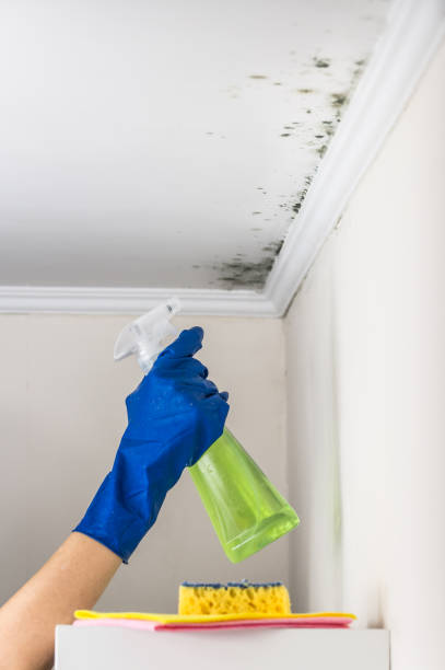 Best Best Mold Removal Companies  in Fayetteville, WV