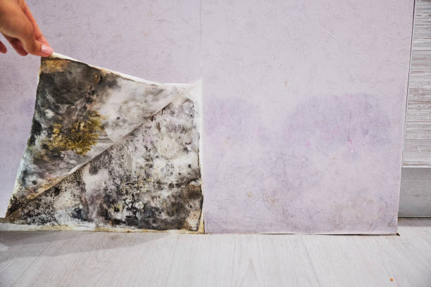 Best Mold Removal Near Me  in Fayetteville, WV